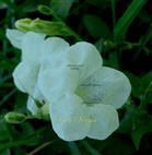 Flower-Corolla limb